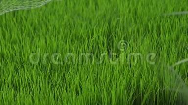背景：幼嫩多<strong>汁</strong>的绿芽，覆盖着水稻的网，生长着美丽的健康田野，<strong>清新</strong>的绿色。